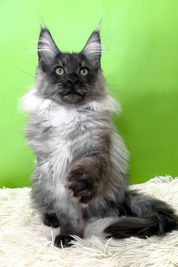 Archi | Maine Coon Kitten
