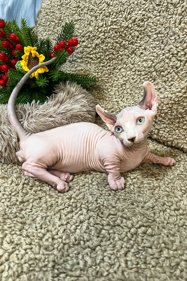 Archie | Dwelf Sphynx Kitten