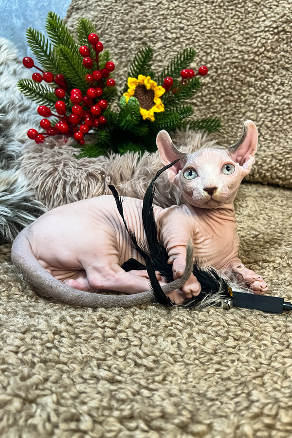 Archie | Dwelf Sphynx Kitten