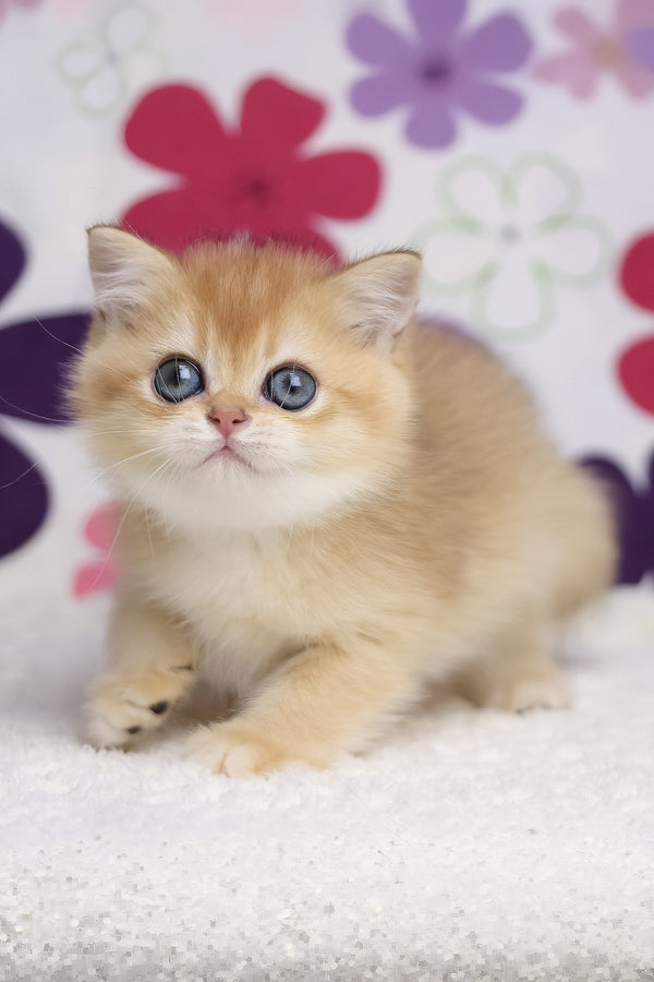 Ariel | British Shorthair Kitten