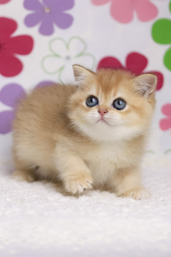Ariel | British Shorthair Kitten