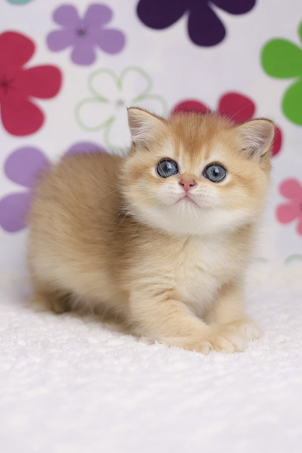 Ariel | British Shorthair Kitten