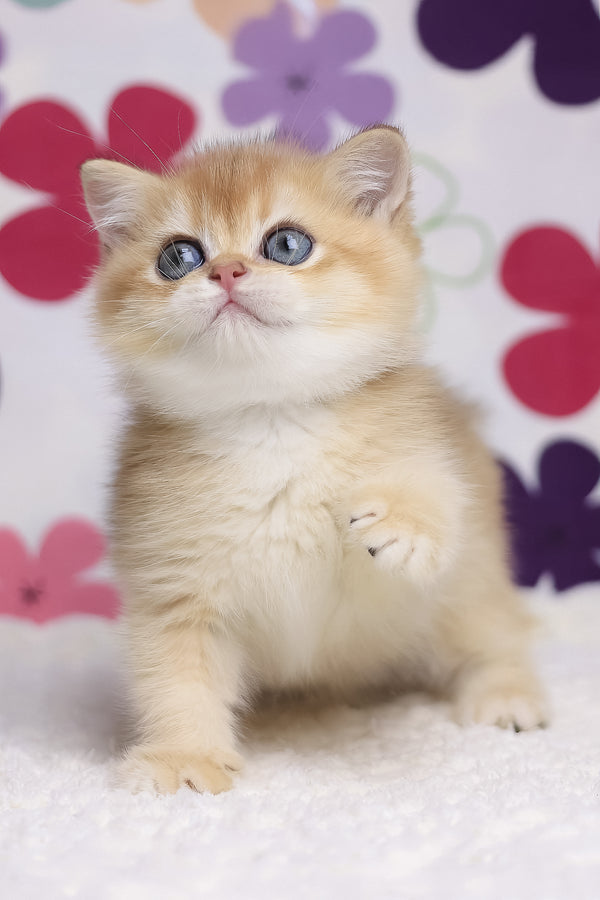 Ariel | British Shorthair Kitten