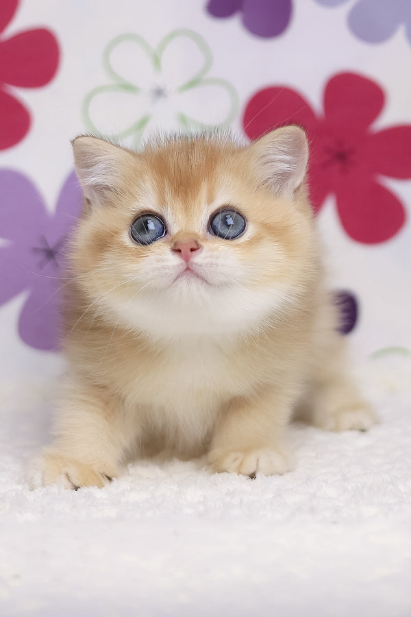 Ariel | British Shorthair Kitten