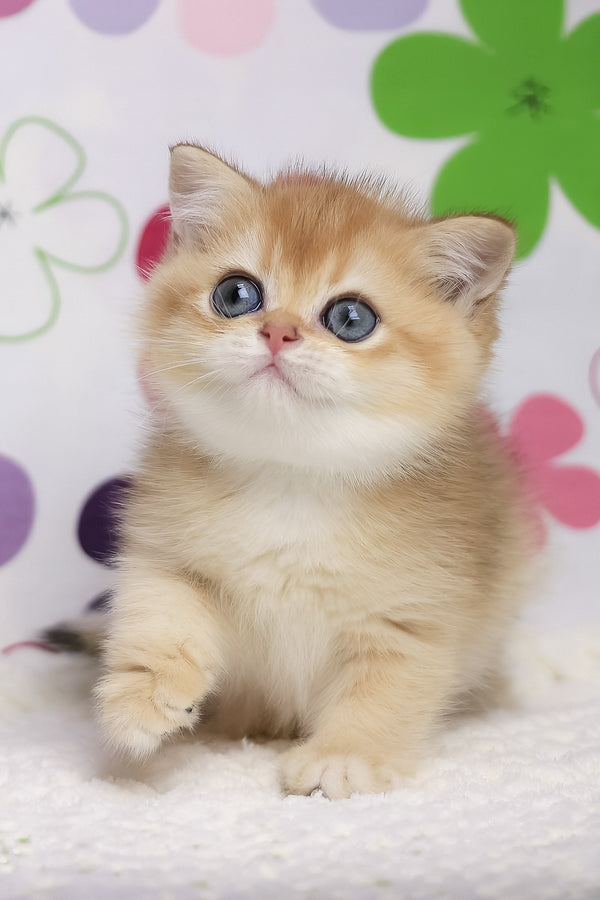 Ariel | British Shorthair Kitten