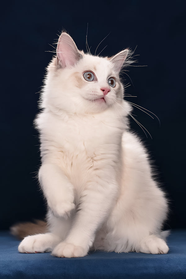 Arielle | Ragdoll Kitten
