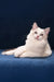 Arielle | Ragdoll Kitten