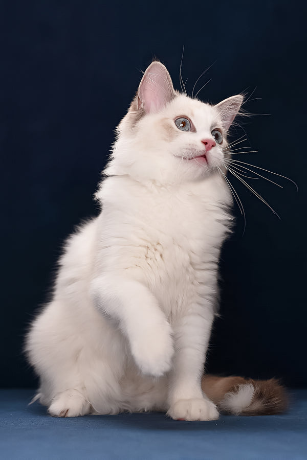 Arielle | Ragdoll Kitten