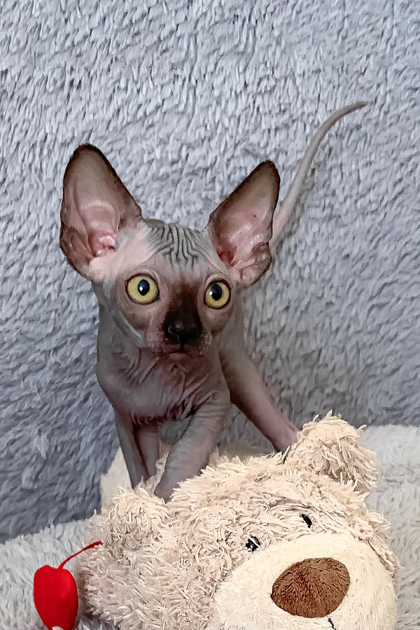 Arlington | Canadian Sphynx Kitten