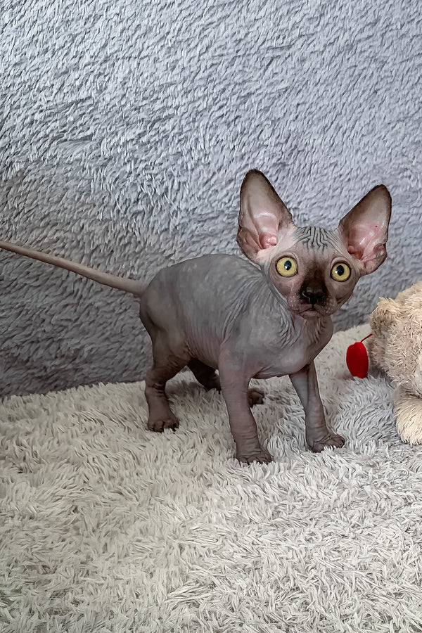 Arlington | Canadian Sphynx Kitten