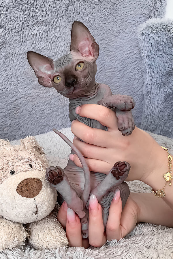 Arlington | Canadian Sphynx Kitten