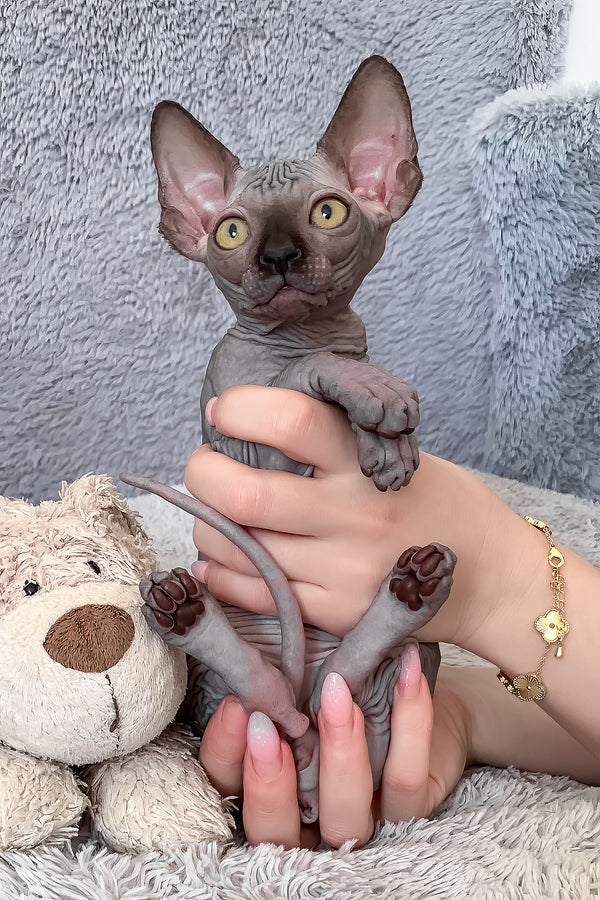 Arlington | Canadian Sphynx Kitten