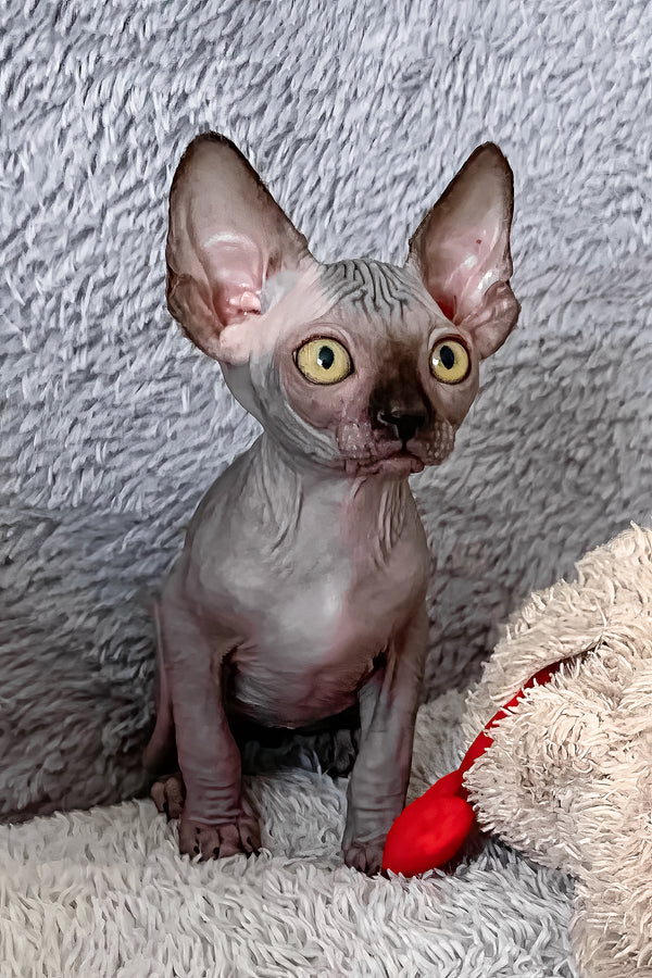 Arlington | Canadian Sphynx Kitten