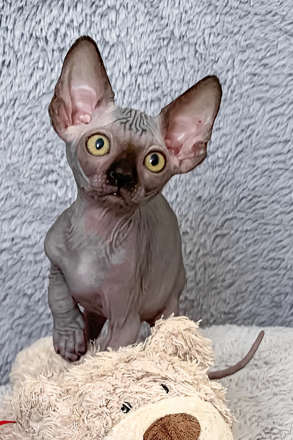 Arlington | Canadian Sphynx Kitten