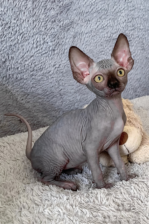 Arlington | Canadian Sphynx Kitten