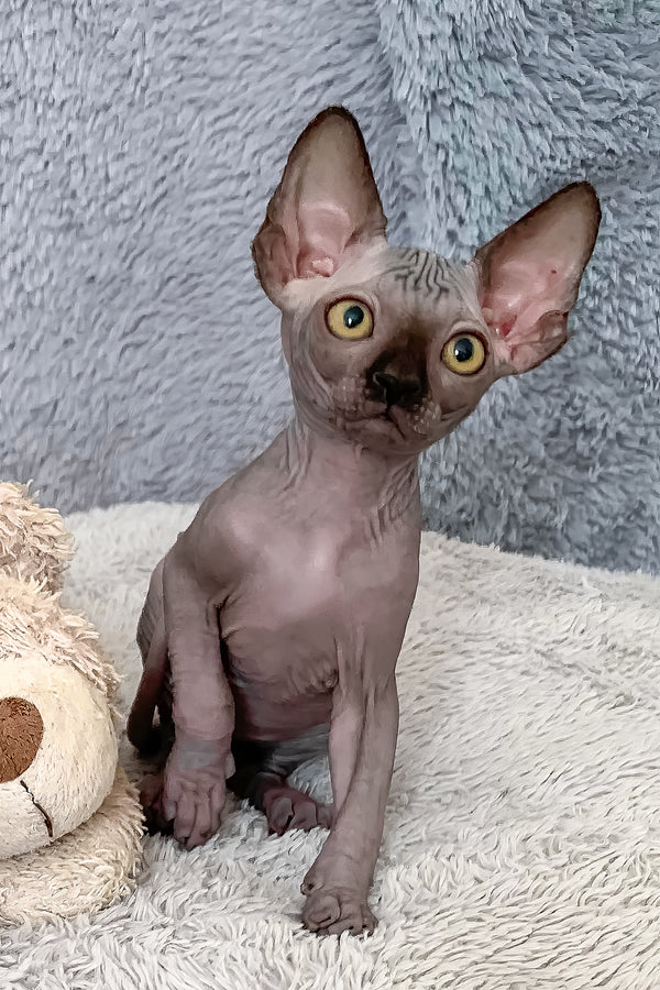 Arlington | Canadian Sphynx Kitten