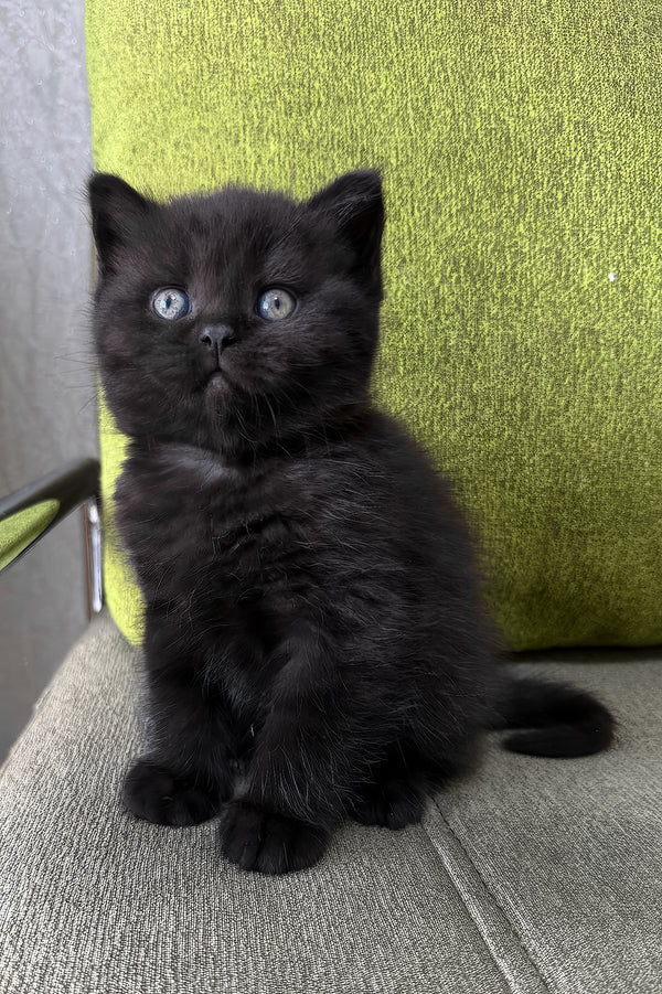 Arny | Scottish Straight Kitten