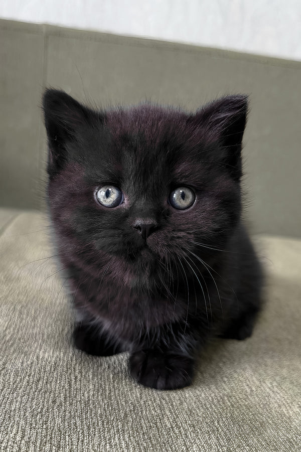 Arny | Scottish Straight Kitten