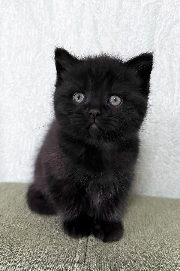 Arny | Scottish Straight Kitten