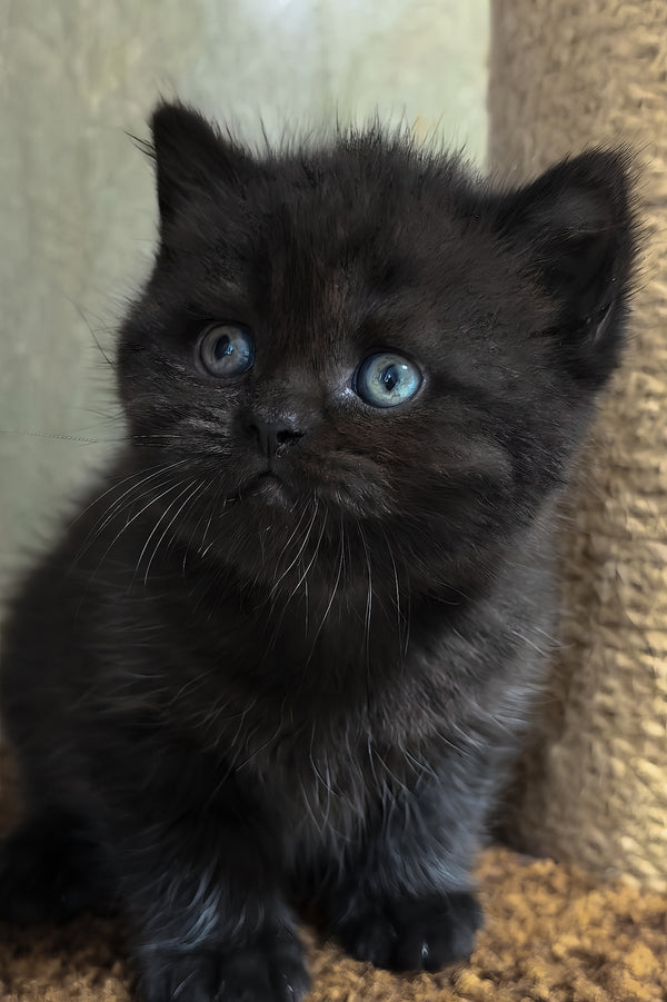 Arny | Scottish Straight Kitten