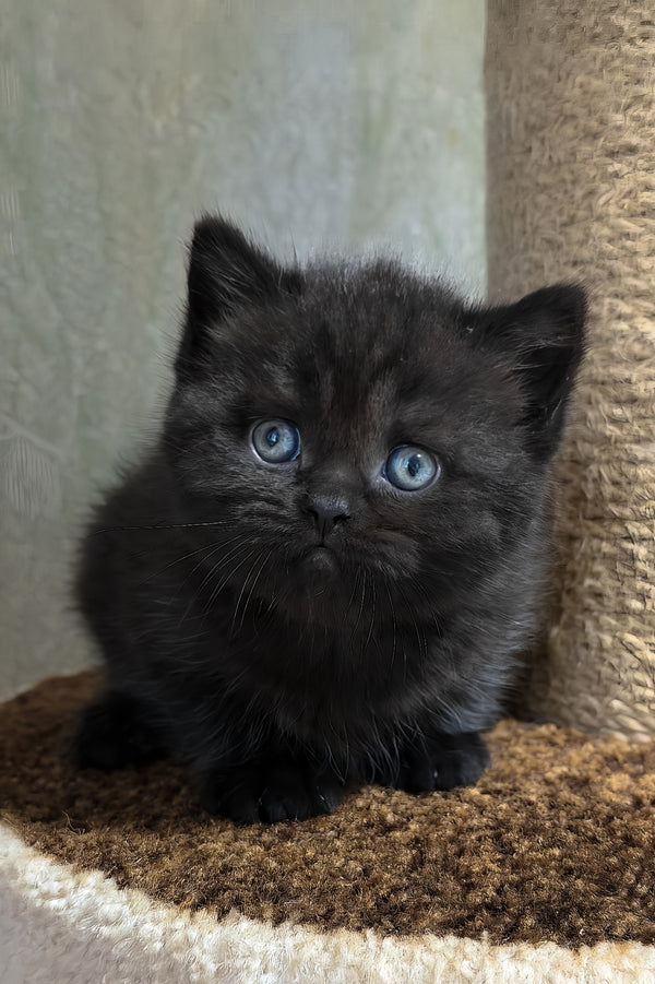 Arny | Scottish Straight Kitten