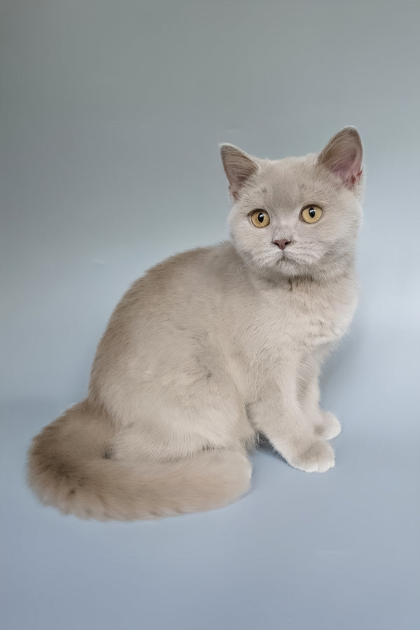 Ash | British Shorthair Kitten