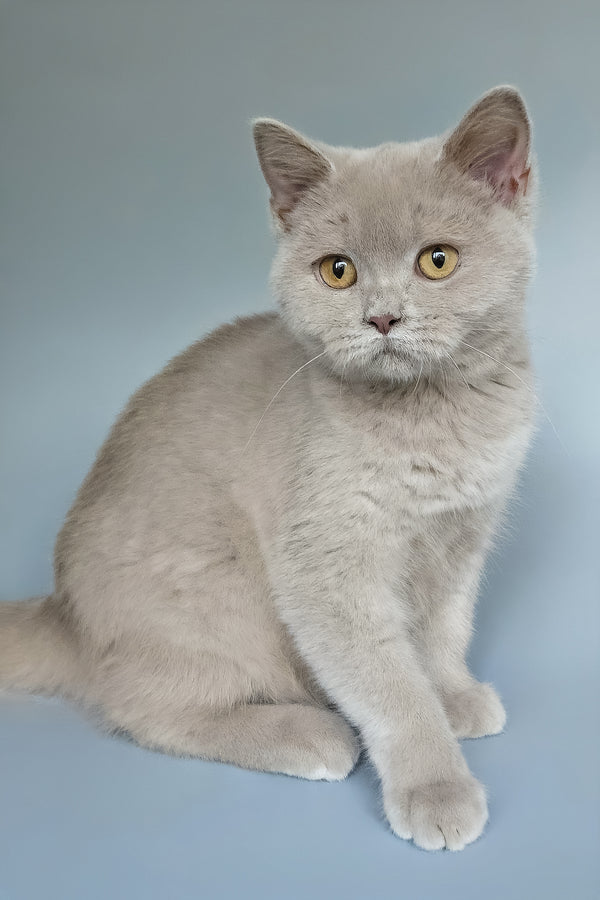 Ash | British Shorthair Kitten