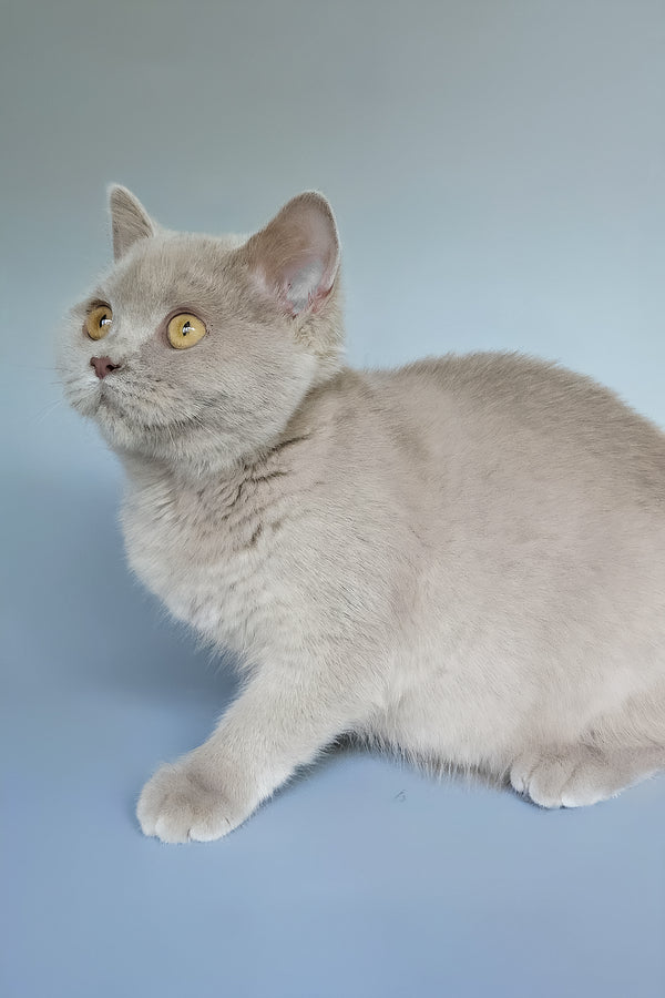 Ash | British Shorthair Kitten