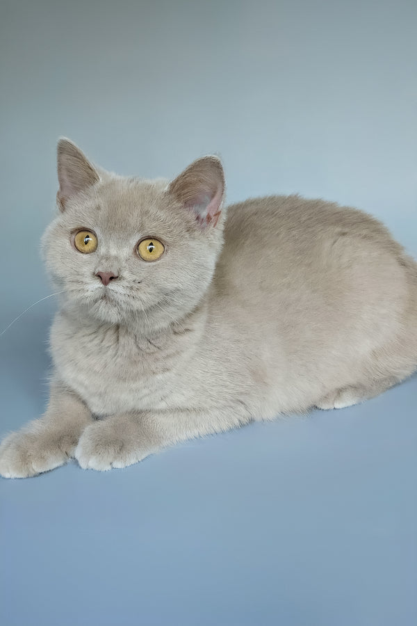 Ash | British Shorthair Kitten