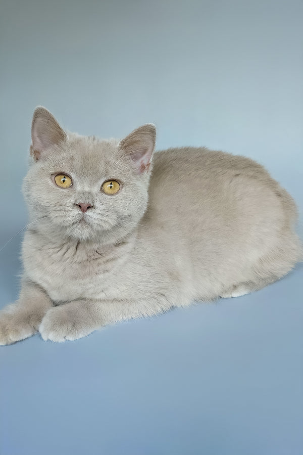 Ash | British Shorthair Kitten