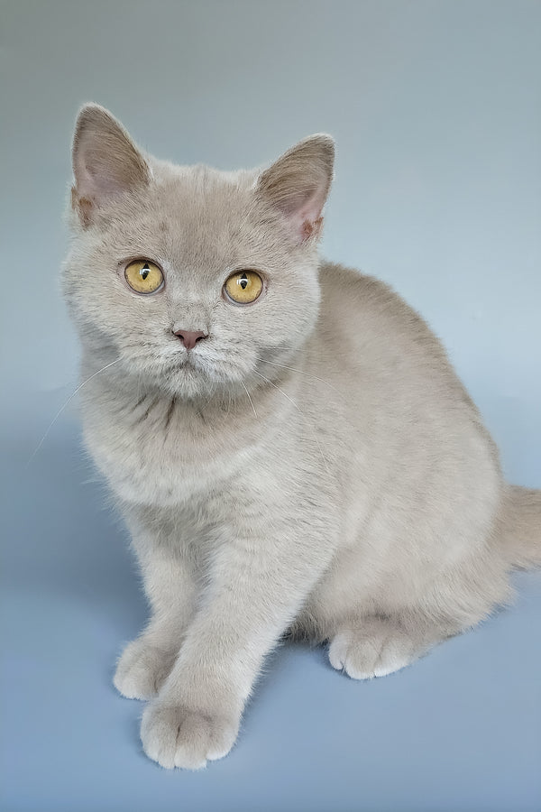 Ash | British Shorthair Kitten