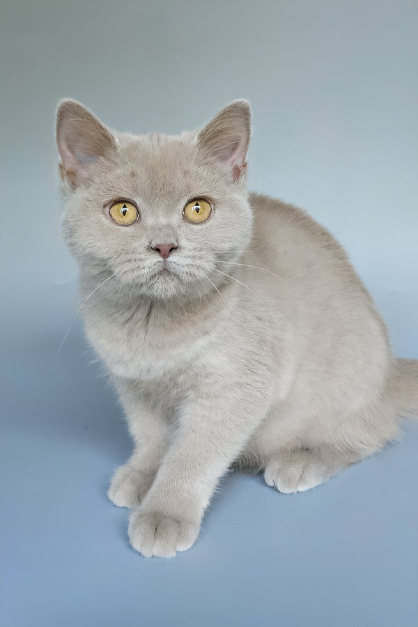 Ash | British Shorthair Kitten