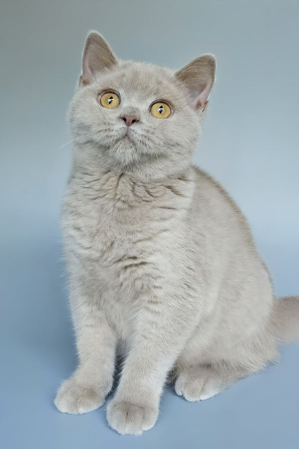 Ash | British Shorthair Kitten