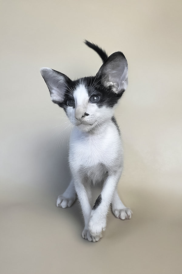 Asher | Oriental Shorthair Kitten