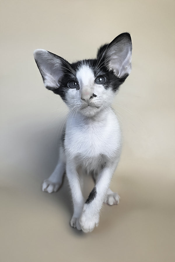Asher | Oriental Shorthair Kitten