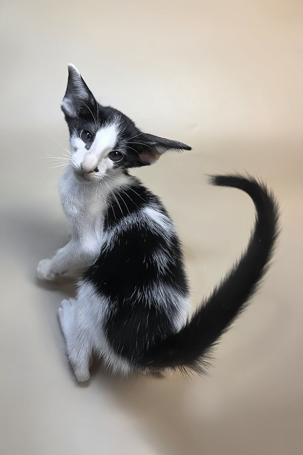 Asher | Oriental Shorthair Kitten