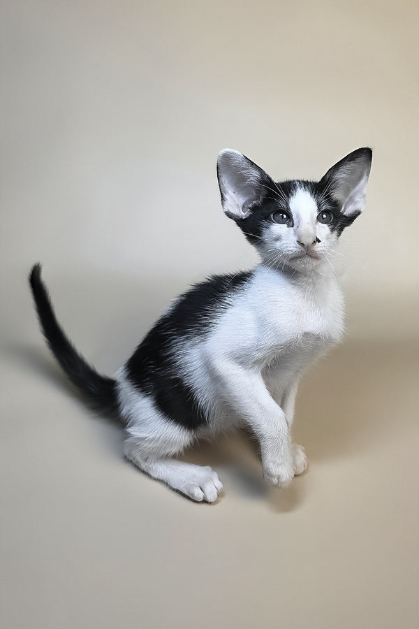 Asher | Oriental Shorthair Kitten
