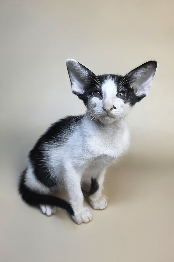 Asher | Oriental Shorthair Kitten