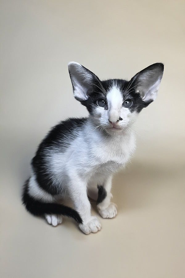 Asher | Oriental Shorthair Kitten