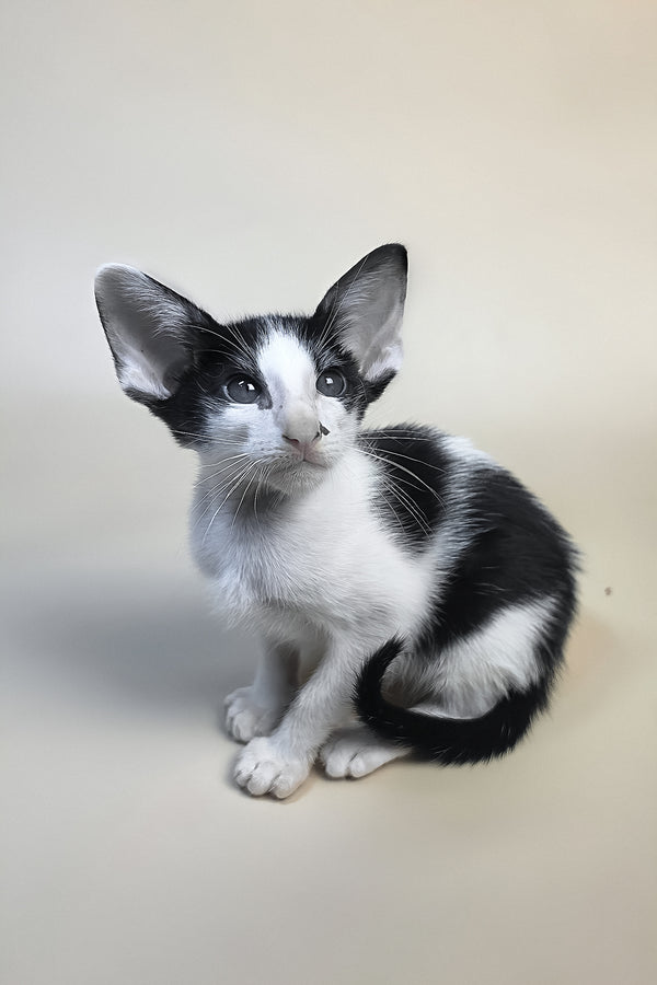 Asher | Oriental Shorthair Kitten