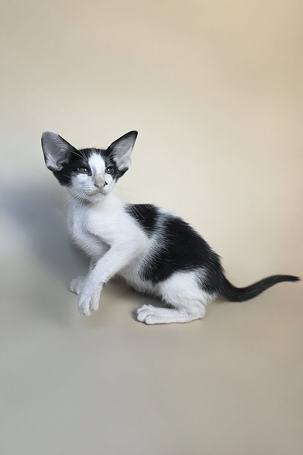 Asher | Oriental Shorthair Kitten