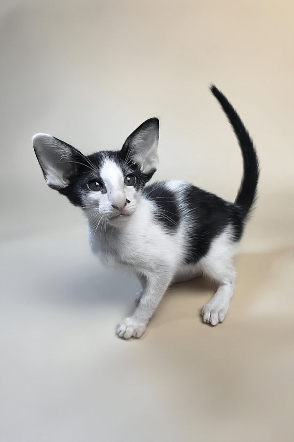 Asher | Oriental Shorthair Kitten