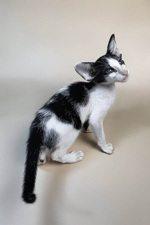 Asher | Oriental Shorthair Kitten