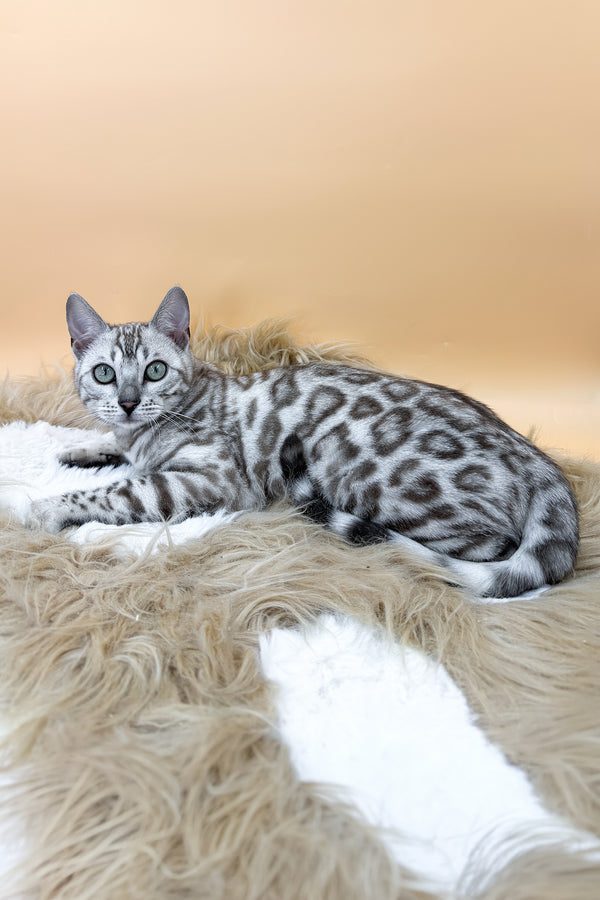 Aurora | Bengal Kitten