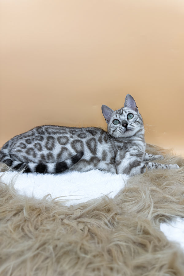 Aurora | Bengal Kitten
