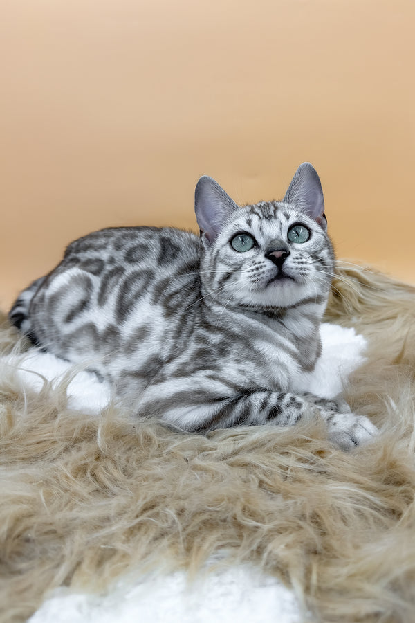Aurora | Bengal Kitten