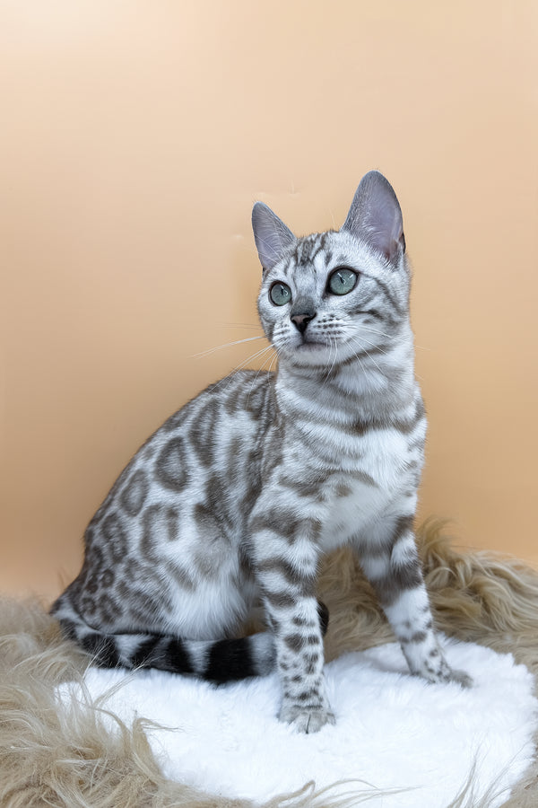 Aurora | Bengal Kitten
