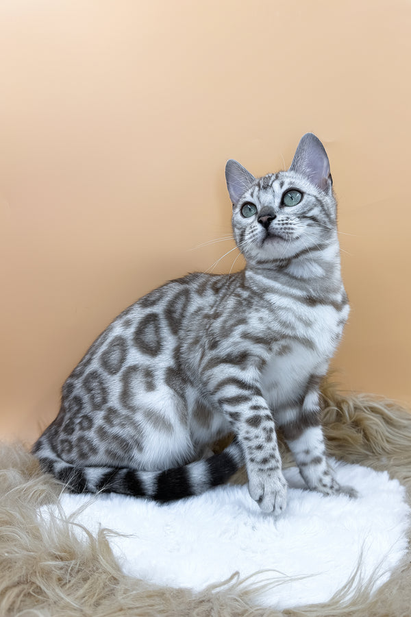Aurora | Bengal Kitten