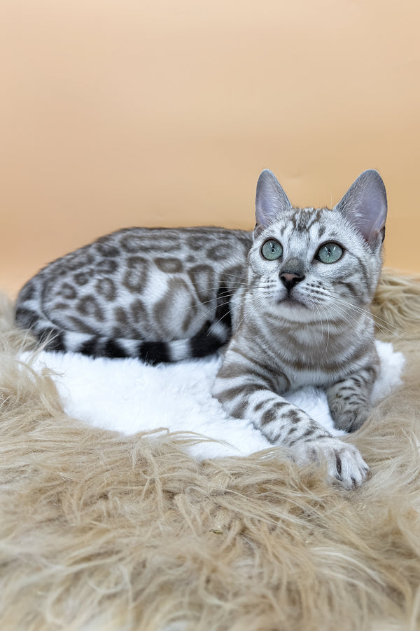 Aurora | Bengal Kitten