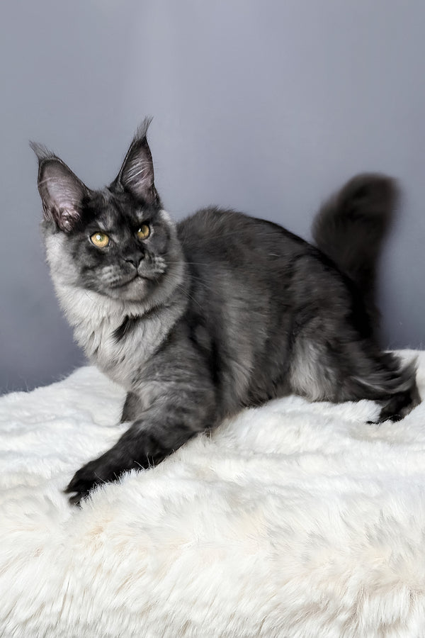 Aurora | Maine Coon Kitten